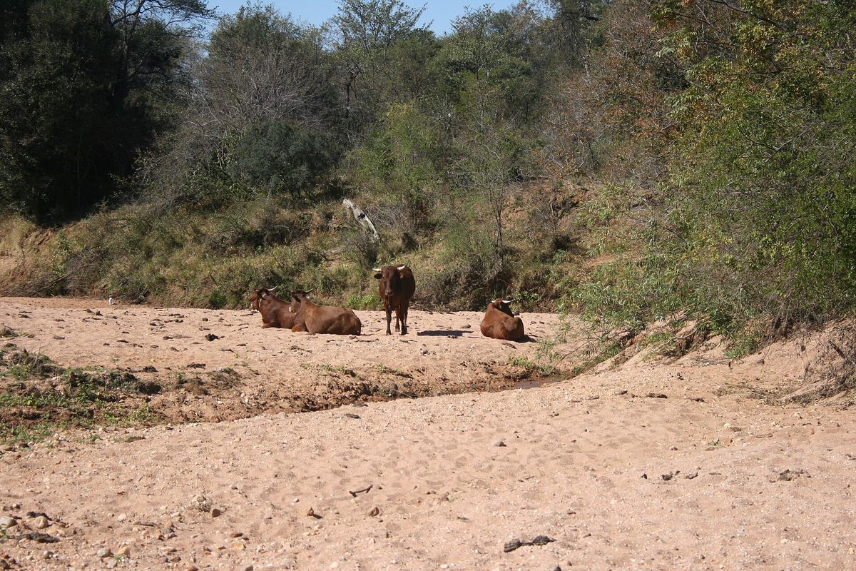 Cattle resting on the dry, sandy bed of the Mogalakwena River in Limpopo